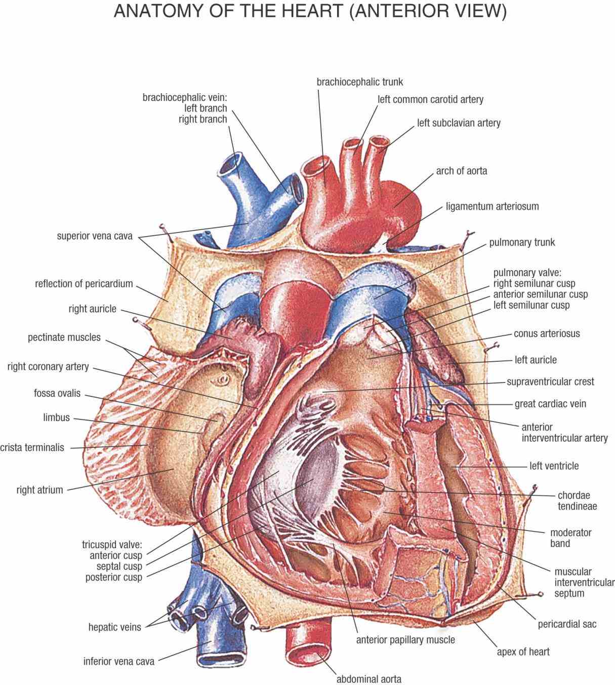 Heart Blood Vessels Diagram Anatomy Pictures Wallpapers