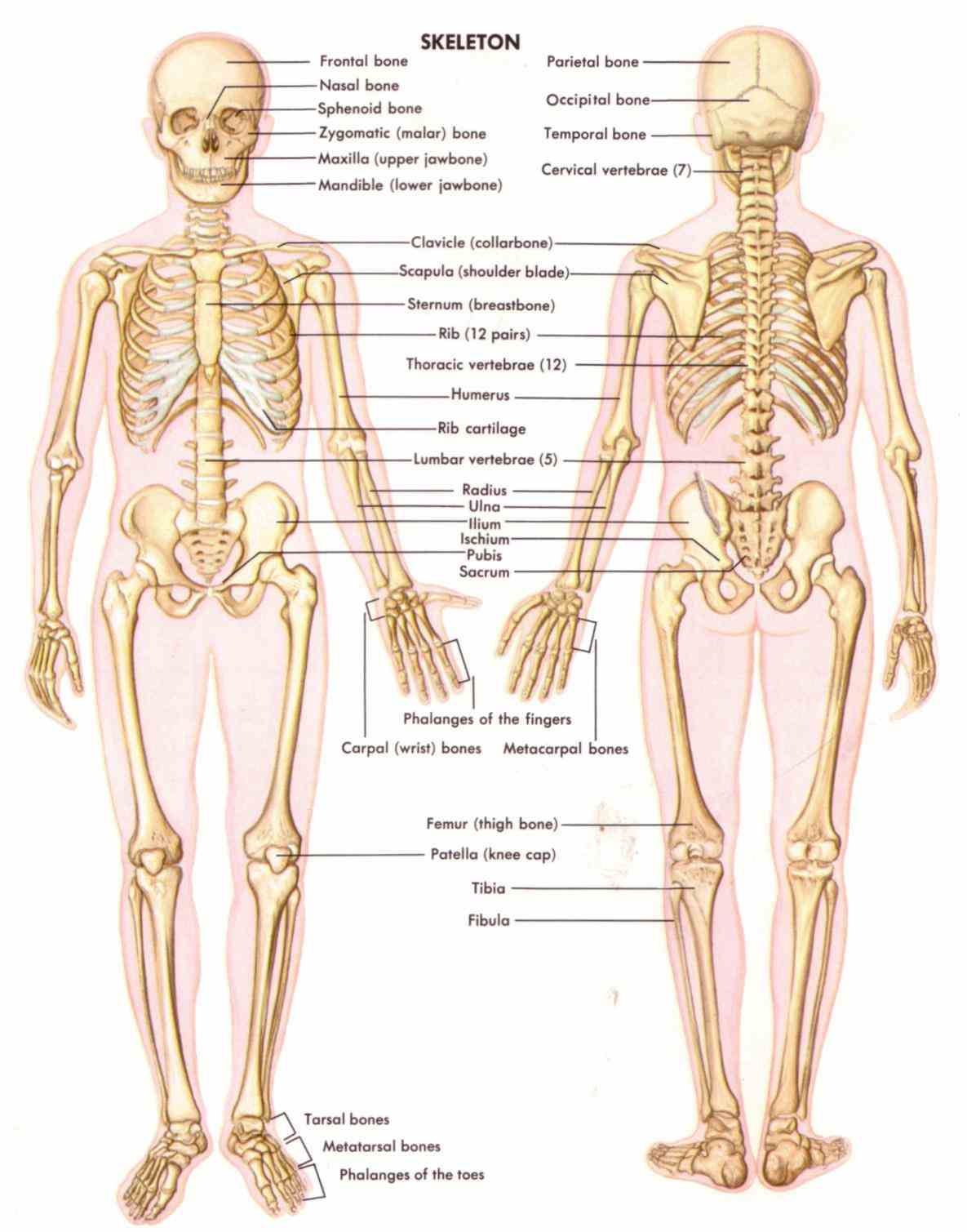 Anatomy Of All The Bones In The Body Pictures Wallpapers