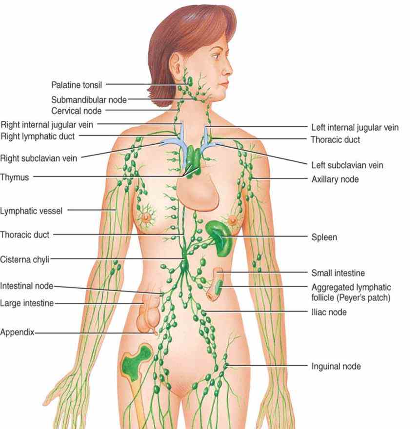 anatomy Female Lymphatic System Anatomy Diagram diagrams and information about the lymphatic immune system will help you understand