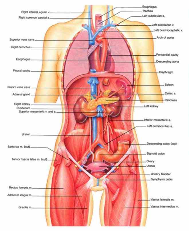 Pictures Of The Human Body Organ Systems Pictures Wallpapers