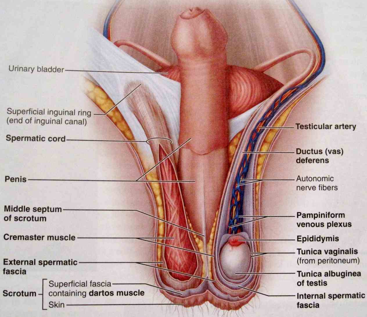 anatomy of female reproductive organs by amrit kaur introduction • the organ in are those which  related Anatomy Of