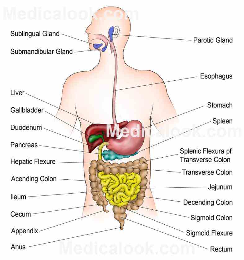 Glands In The Digestive System Anatomy Pictures Wallpapers
