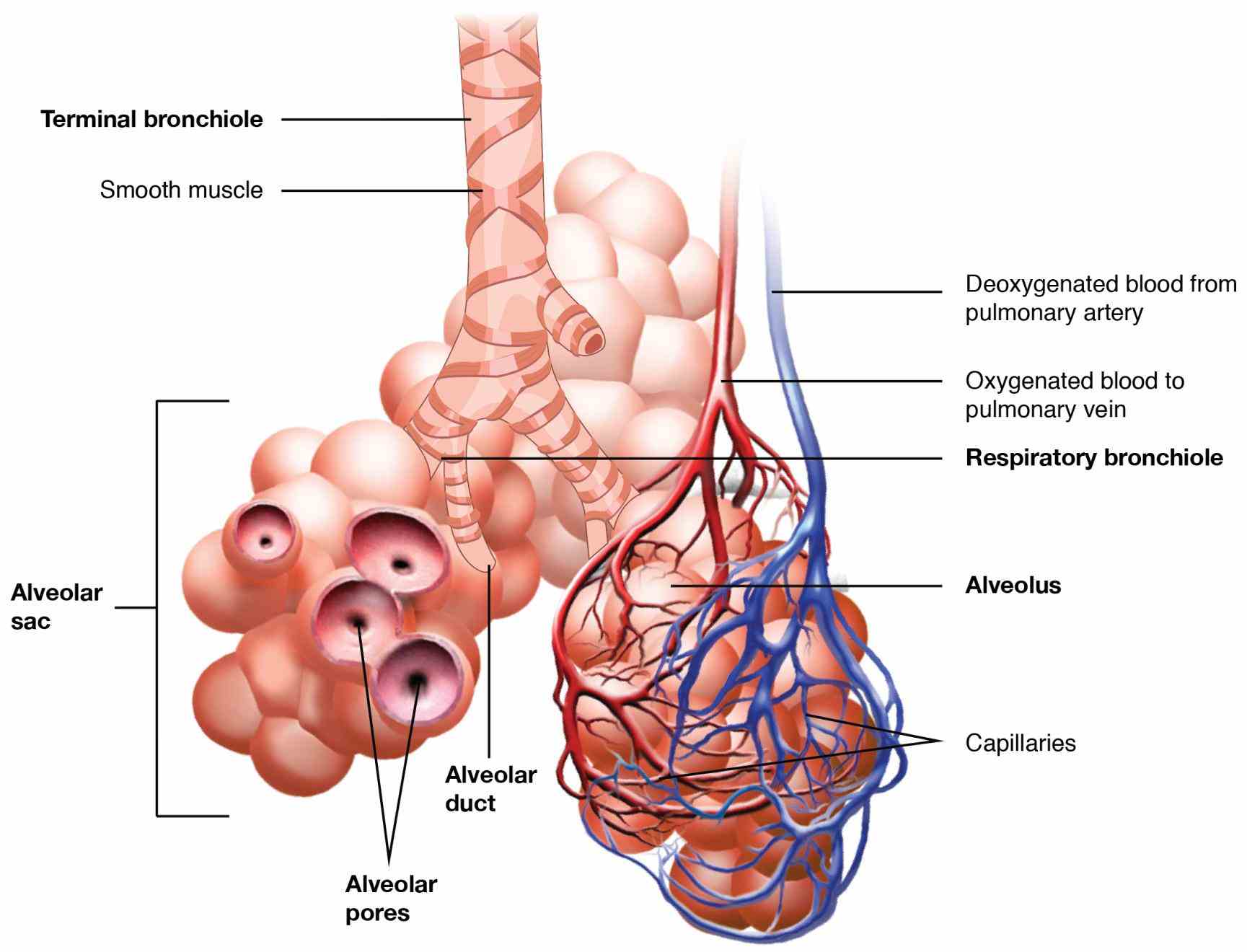 Anatomy Of Human Respiratory System Pictures Wallpapers
