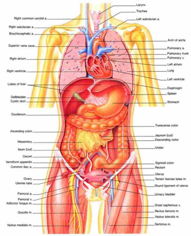 Picture Of Human Anatomy With Organs Pictures Wallpapers