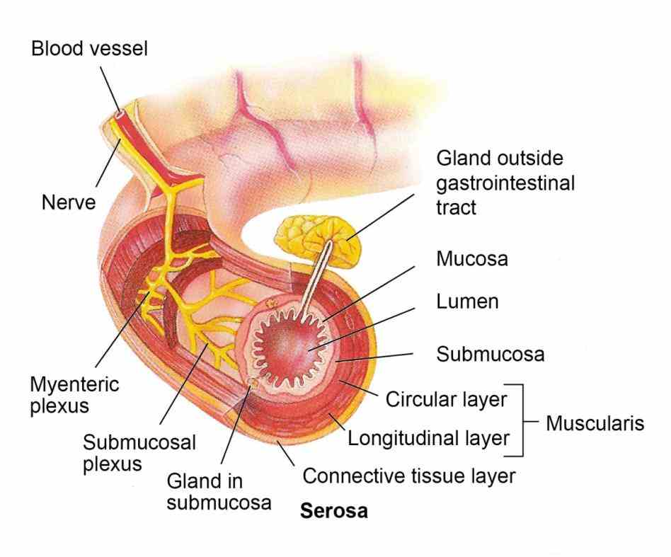 Layers Of Digestive Tract Anatomy Pictures Wallpapers