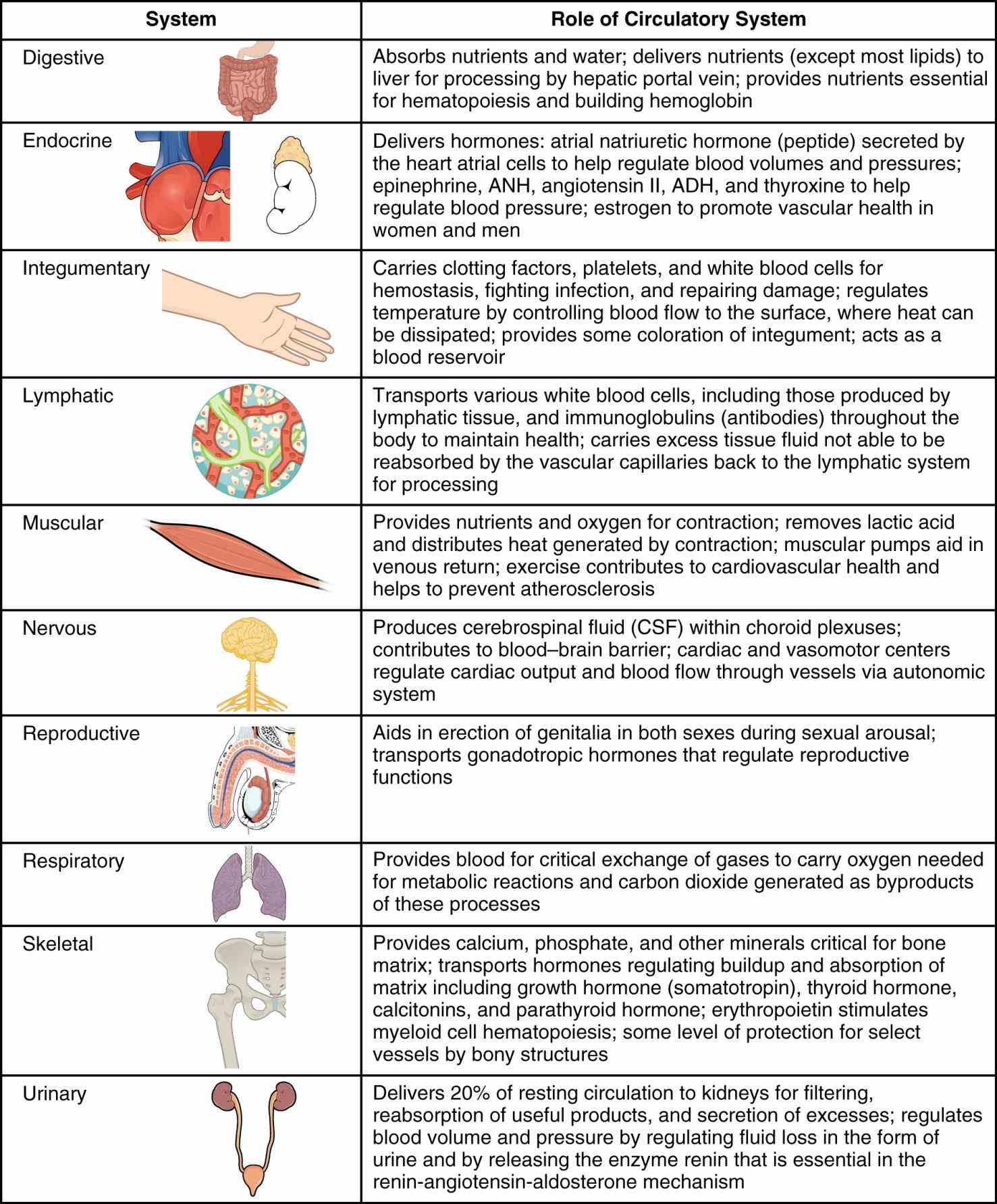 Glands In The Body And Their Functions MedicineBTG