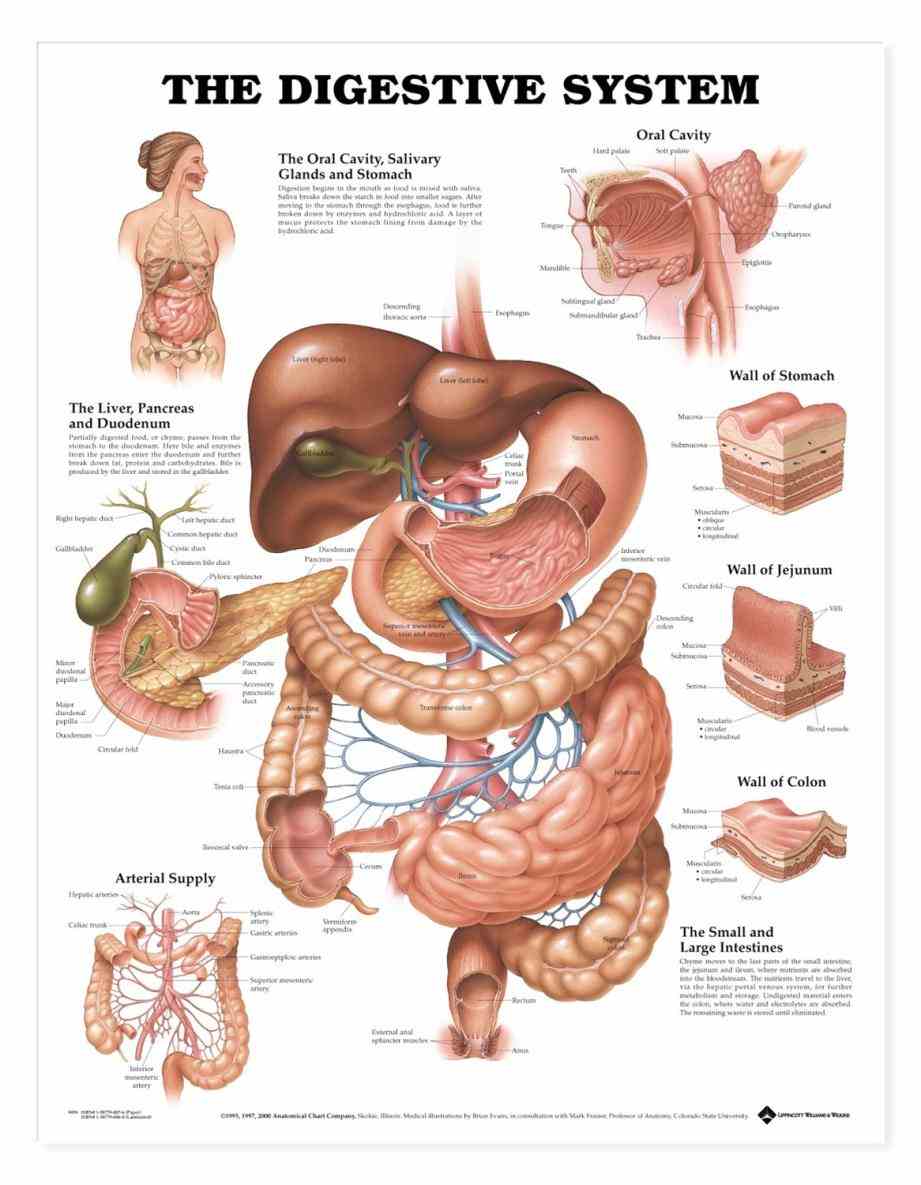 Anatomy The Organs In The Digestive System Pictures Wallpapers
