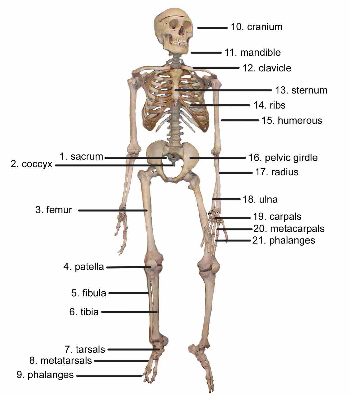 and more with flashcards games other study tools the Cells Of The Skeletal System skeletal system consists of all