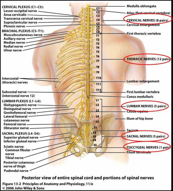 and peripheral nervous system with glossary defined terms provided by boardcertified neurosurgeons de Anatomy Of The Spine And Nerves