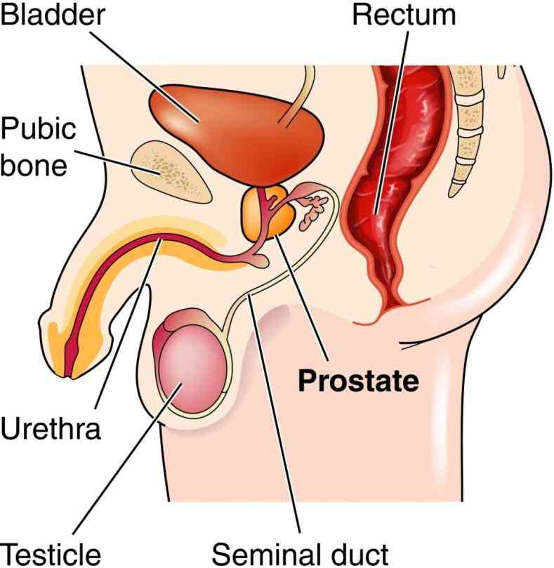 Anatomy Of Human Reproductive System Pictures Wallpapers