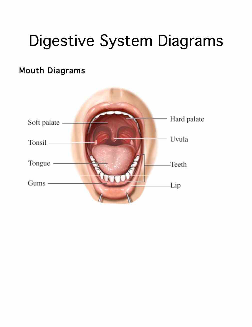 Glands In The Mouth Anatomy Pictures Wallpapers