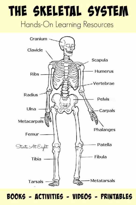 Cells Of The Skeletal System Pictures Wallpapers