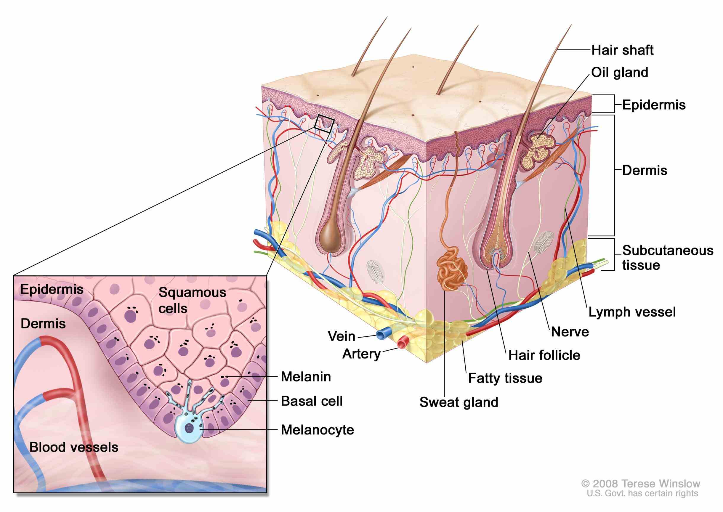 and tissues which are held to outer layer in this micrograph thinnest stained deep  the Anatomy The Tissue In