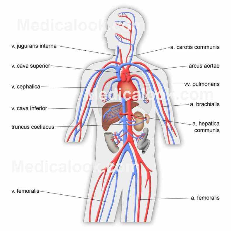 Cardiovascular System Pictures Wallpapers