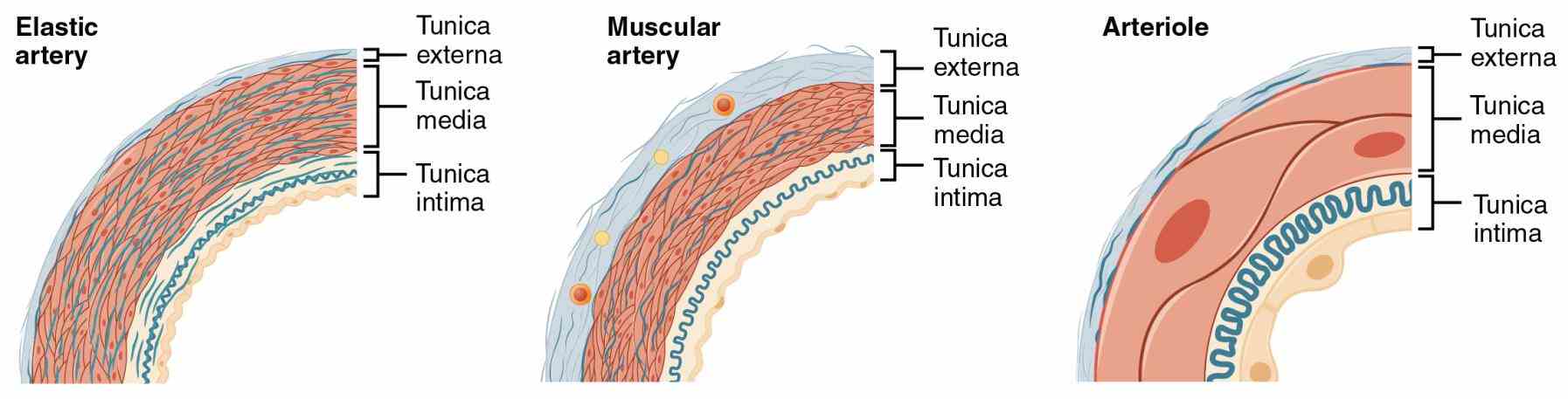 Arteries Veins And Capillaries Structure Pictures Wallpapers Arteries Veins And Capillaries Structure Pictures Wallpapers