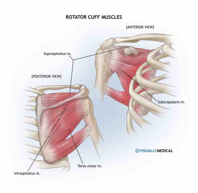 Anatomy Of Human Shoulder | MedicineBTG.com