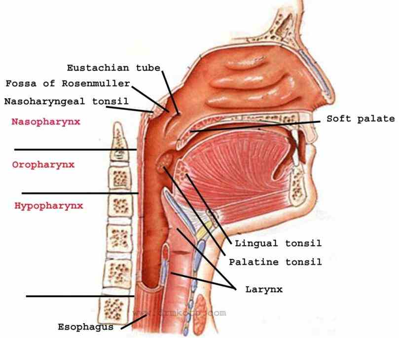 Anatomy Of Trachea And Esophagus Pictures Wallpapers