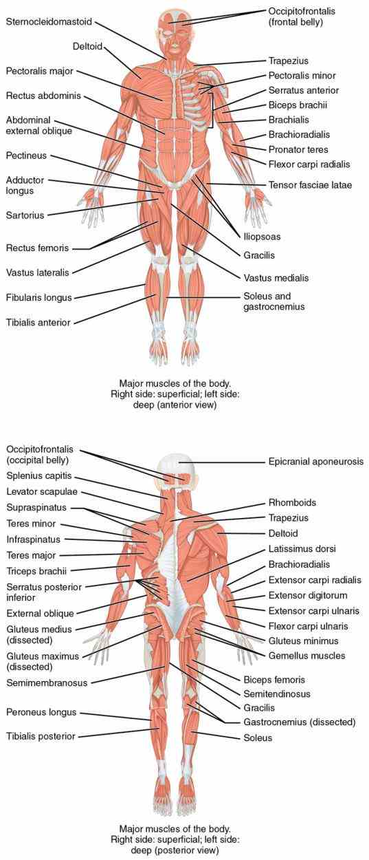 Muscular System Organs And Their Functions Pictures Wallpapers
