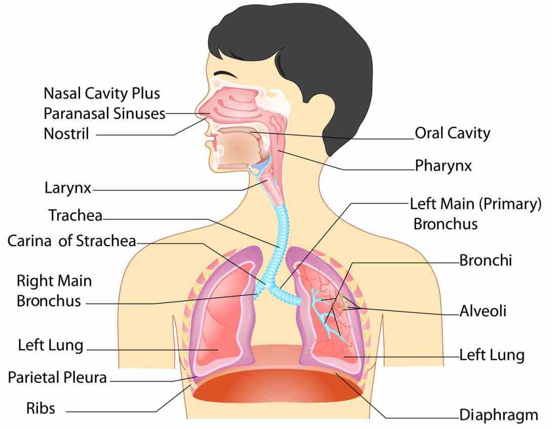 are as follows oxygen in lungs carry distribute to all body cells that need it there All Parts Of