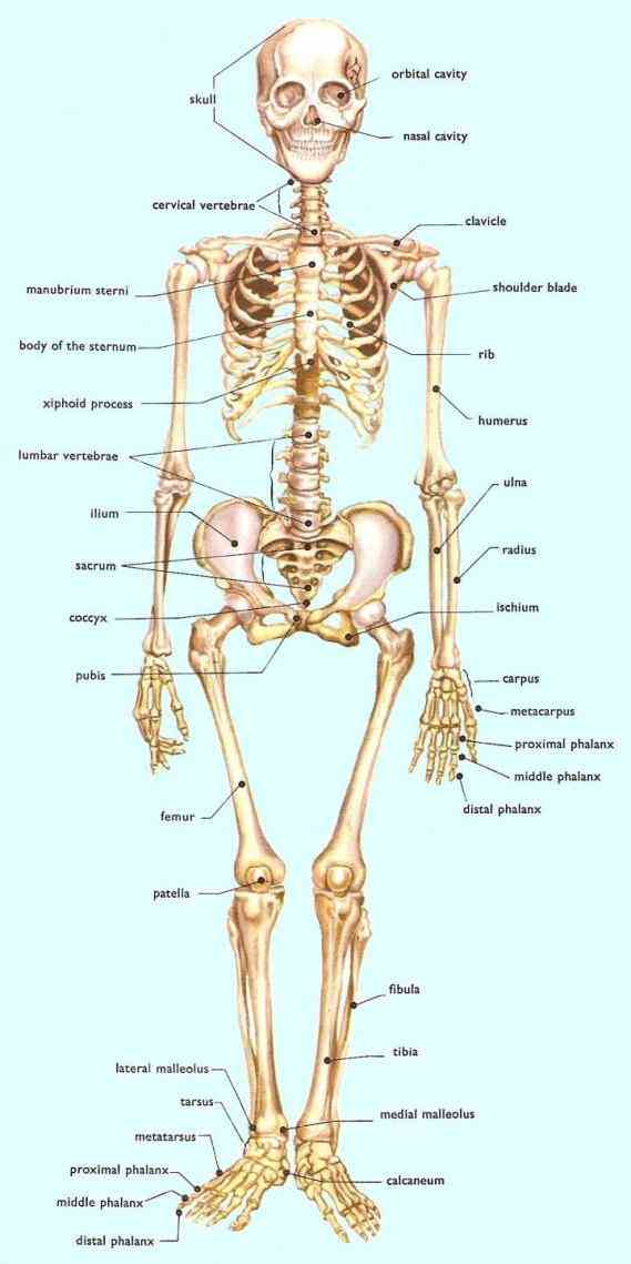 Anatomy Of The Bones Of The Body Pictures Wallpapers