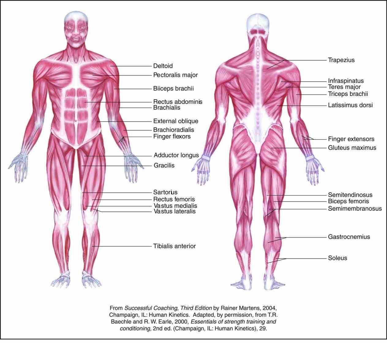 All The Muscles In The Human Body Pictures Wallpapers