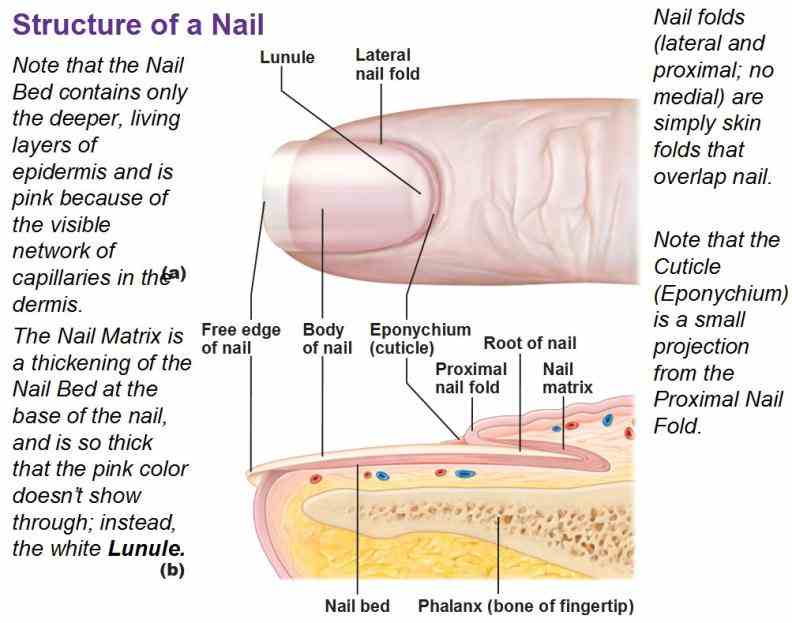 Integumentary System Parts And Their Functions Pictures Wallpapers