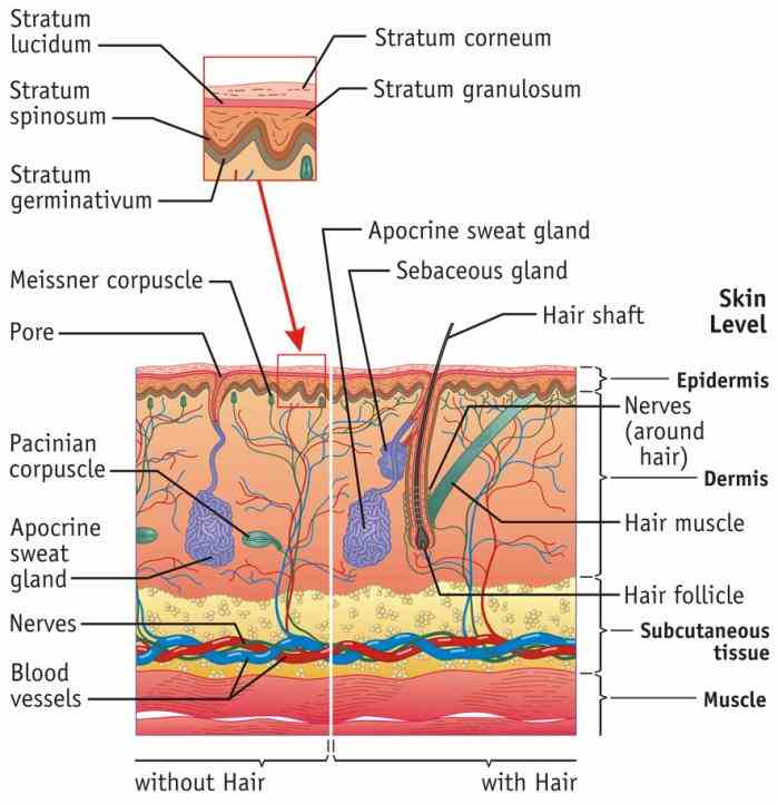 Integumentary System Functions And Structure Pictures Wallpapers