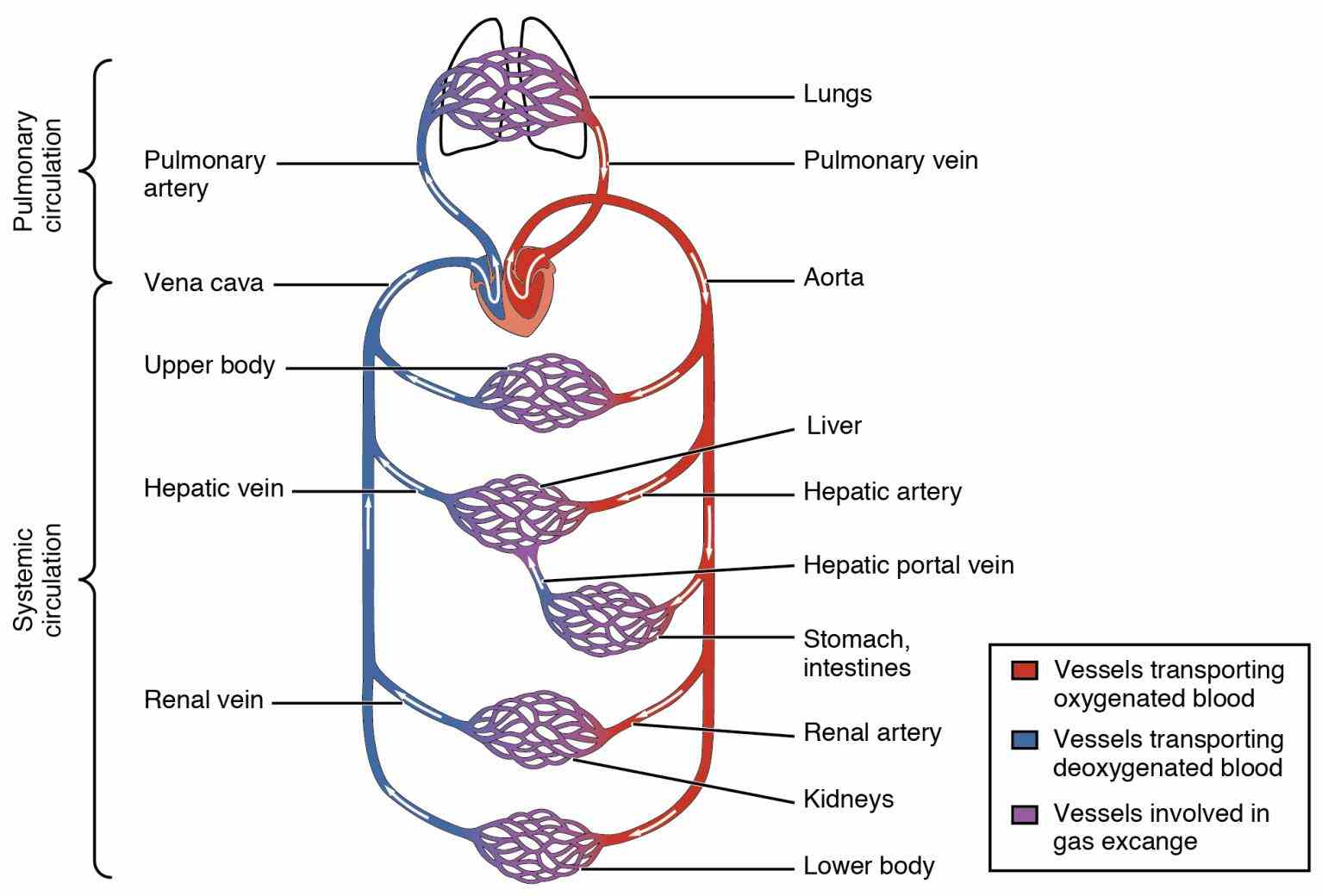 All Arteries Carry Oxygenated Blood Except Pictures Wallpapers