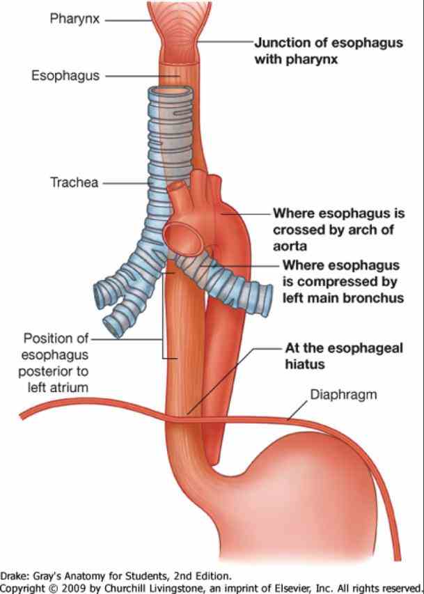 Anatomy Of Esophagus And Trachea Pictures Wallpapers