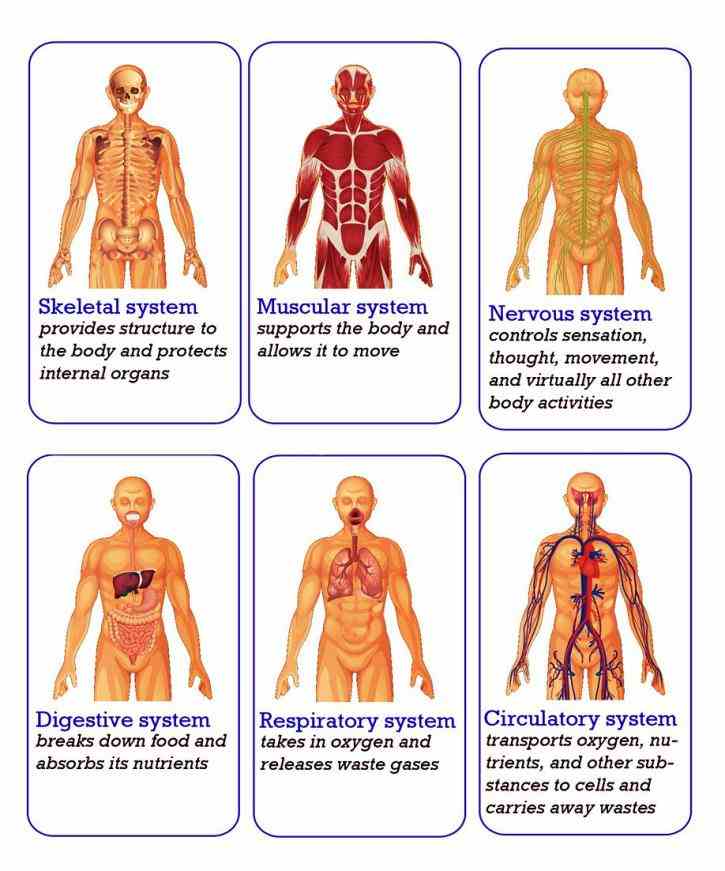 Anatomy All The Systems In The Human Body Pictures Wallpapers