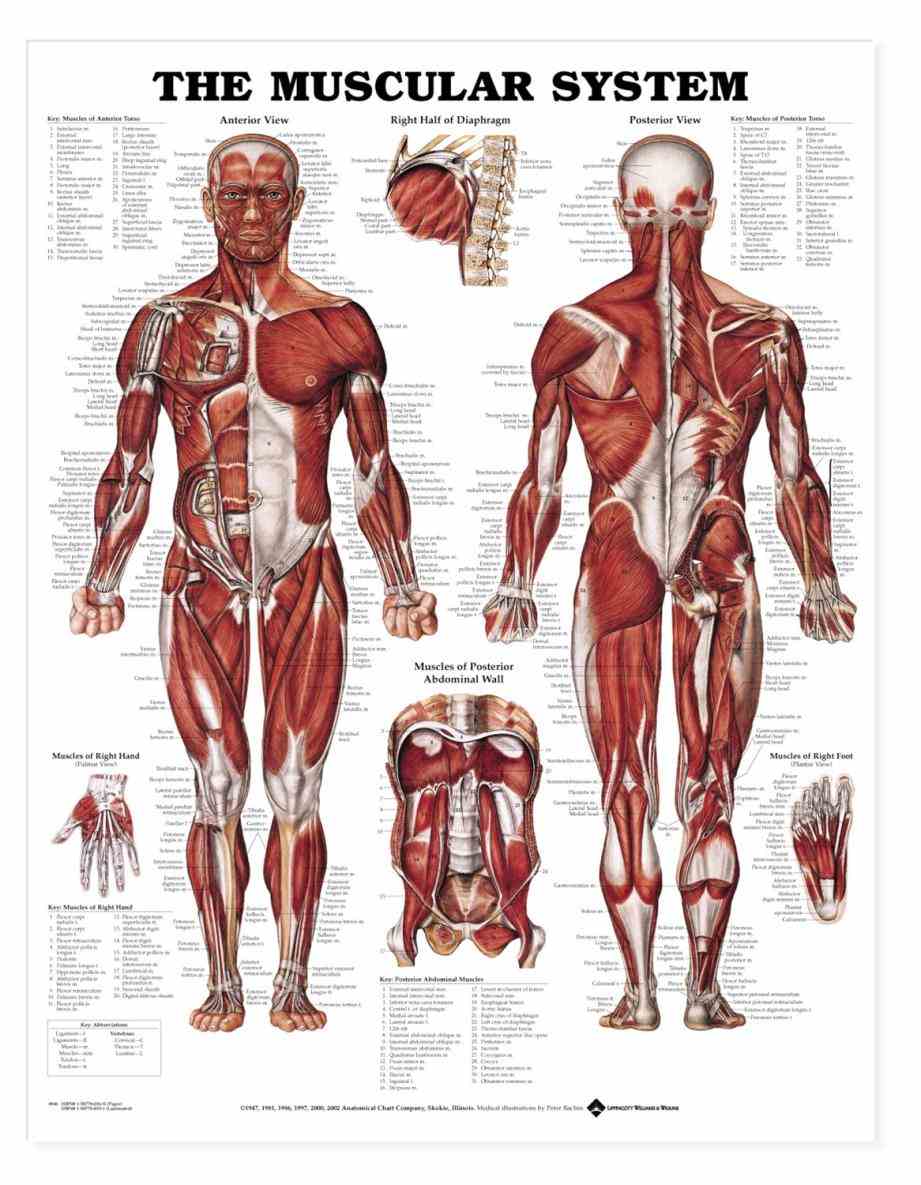 Anatomy Of The Human Muscles Pictures Wallpapers Anatomy Of The Human Muscles Pictures Wallpapers