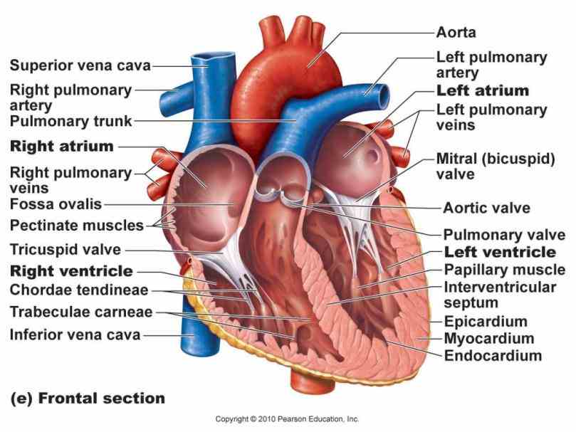 Heart Diagram With Labels And Functions | MedicineBTG.com