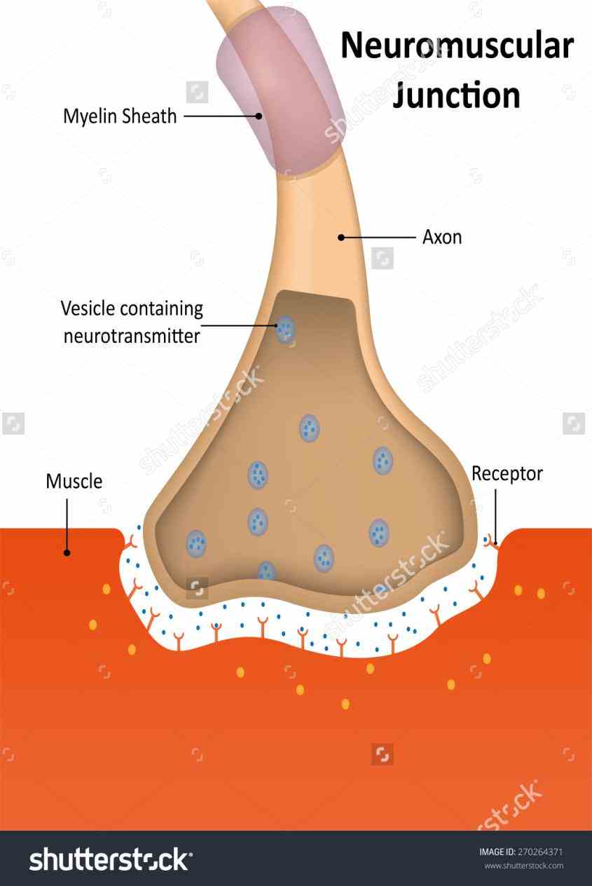 between synaptic end bulbs of  i Anatomy Of Neuromuscular Junction really appreciate your hard work preparing for neuromuscular transmission