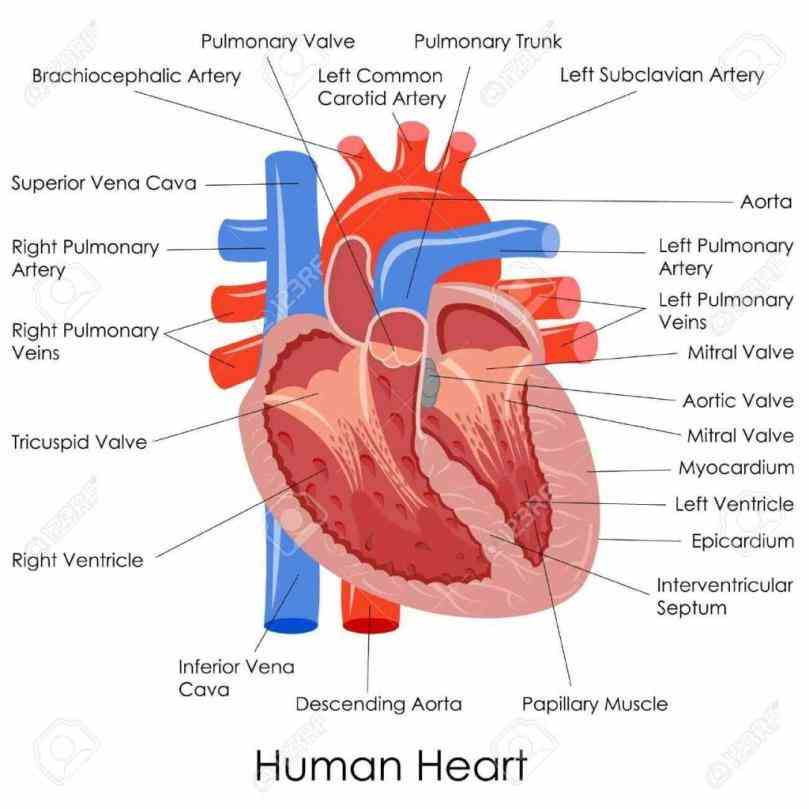 Picture Of Human Heart With Label Pictures Wallpapers