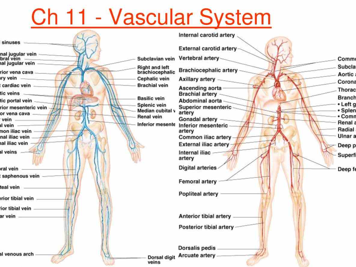 Anatomy Of Blood Vessels In The Body Pictures Wallpapers