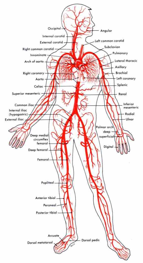 blood from the heart to  learn Anatomy Arteries And Veins more about arteries veins and capillaries in the boundless