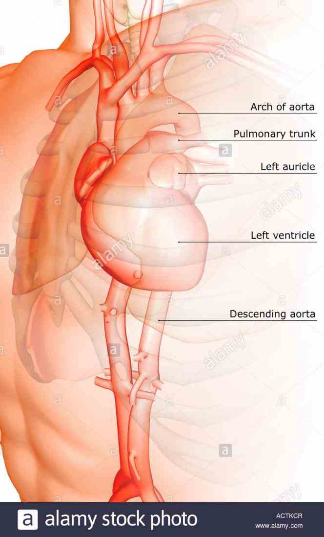 Major Blood Vessels In The Heart Pictures Wallpapers