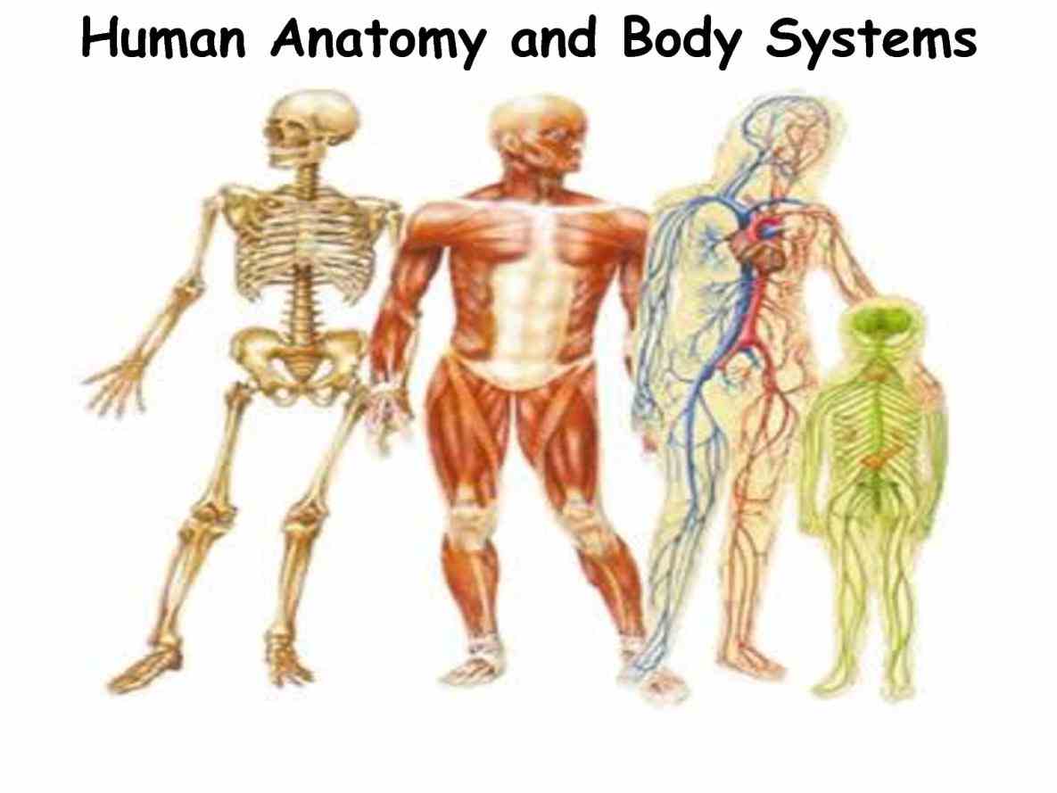 Anatomy All The Systems In The Human Body Pictures Wallpapers