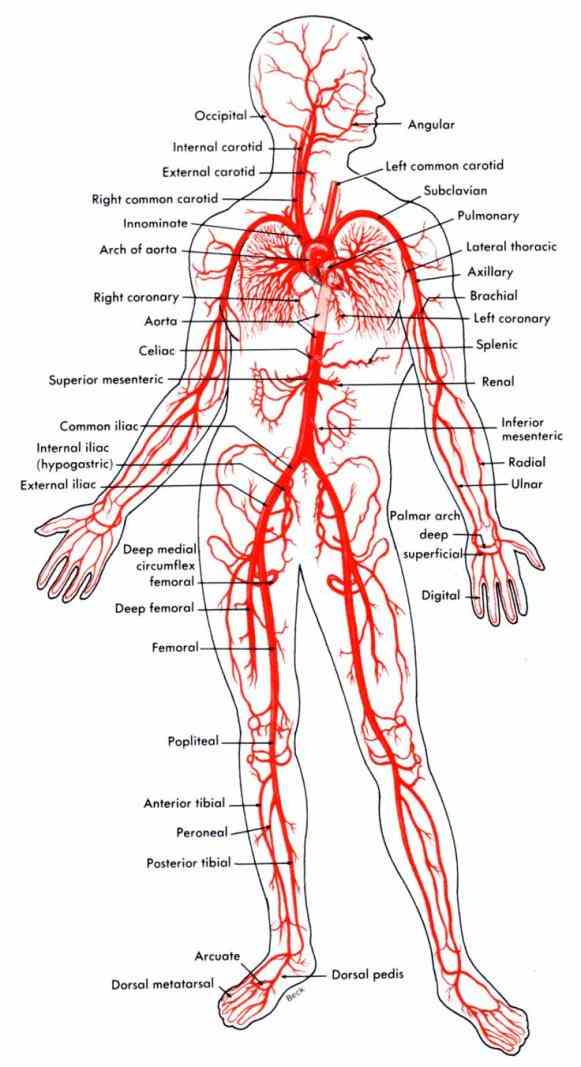 Arteries And Veins Of Human Body Anatomy Pictures Wallpapers
