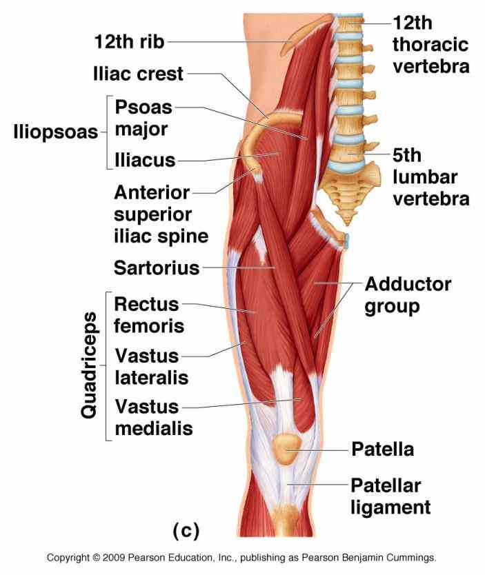 Anatomy Of The Hip Joint Muscles Pictures Wallpapers Anatomy Of The Hip Joint Muscles Pictures Wallpapers