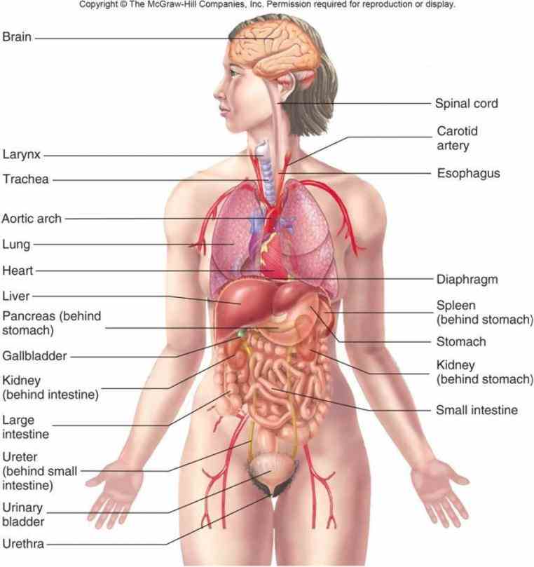 body organs labeled chart diagram Images Of Human Body Organs human body organs labeled anatomy chart of female diagram