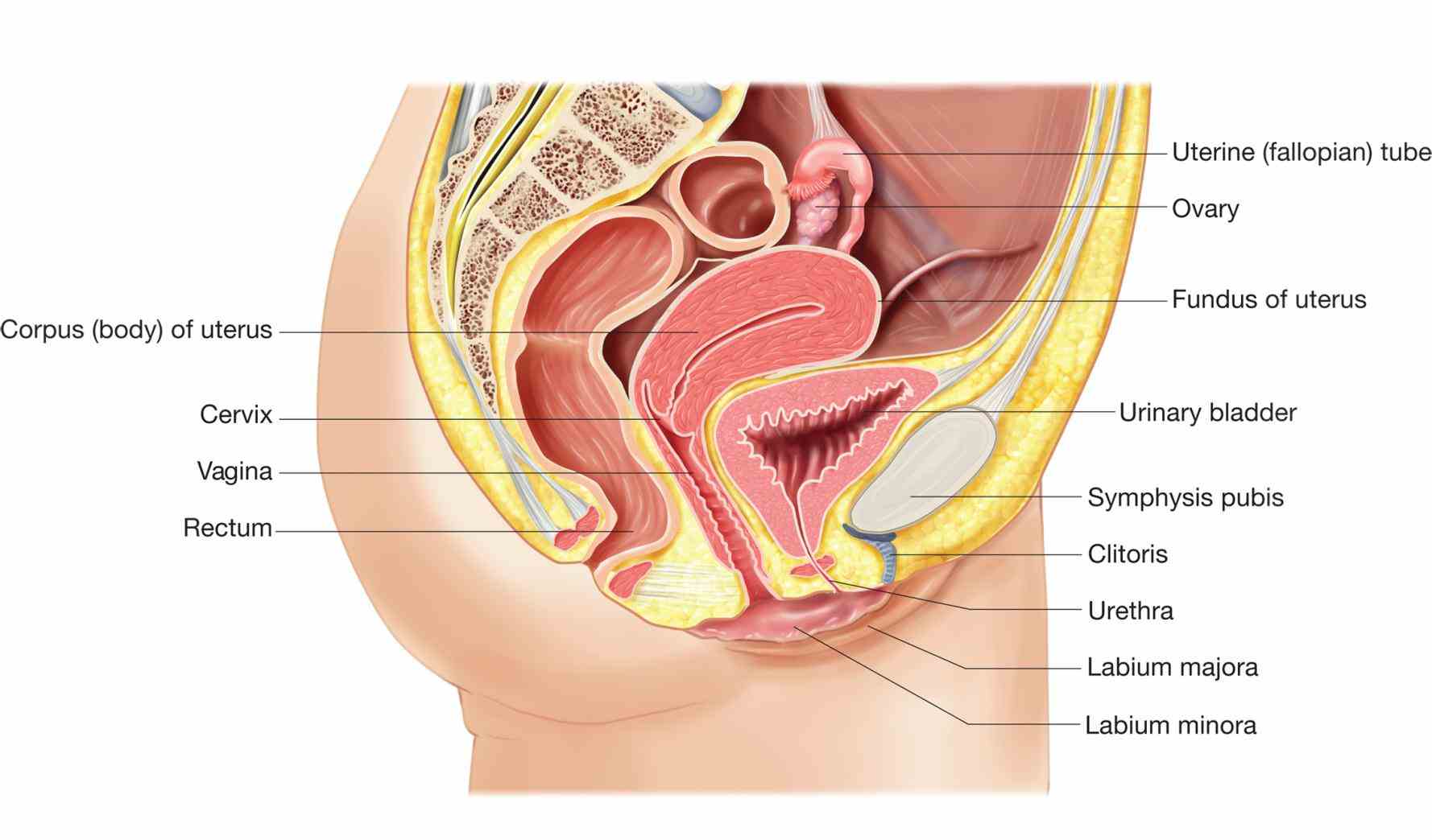 Anatomy Of Human Reproductive System Pictures Wallpapers
