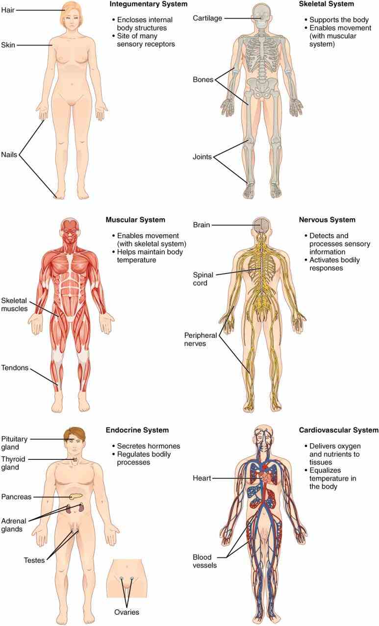 body stomach digital illustration of bacteria heart  chart Pictures Of The Human Body Systems Anatomy of human body system