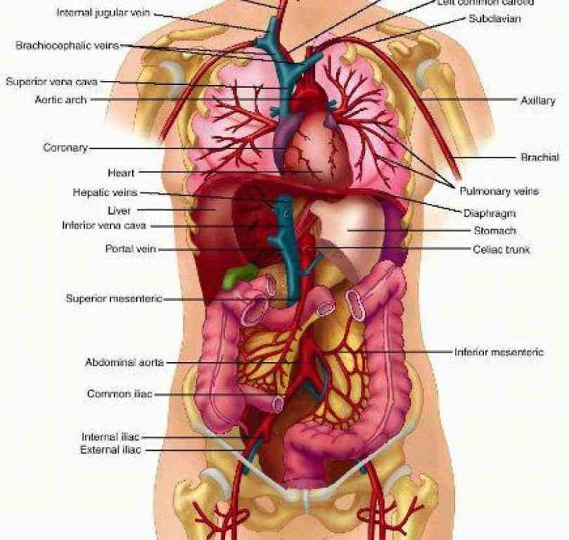 body systems the internets best learning resource! diagram Diagram Of