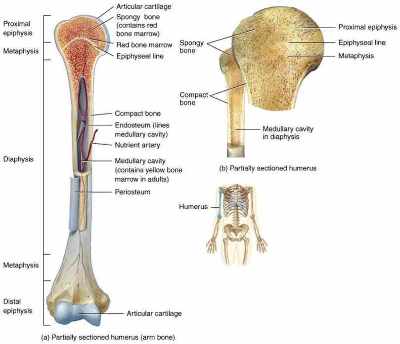 Anatomy Of A Typical Long Bone Pictures Wallpapers