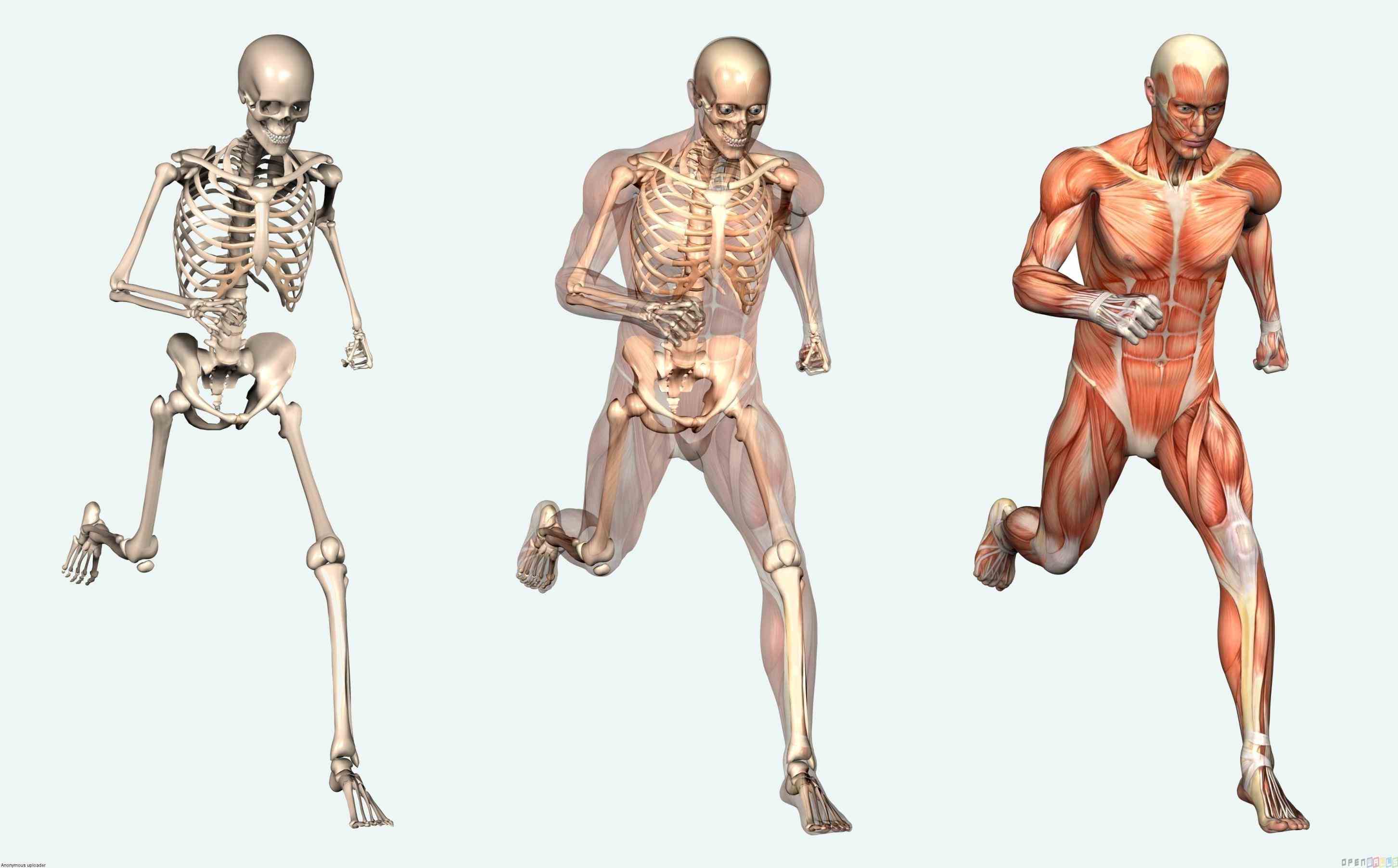Anatomy Of The Human Skeletal Muscle Pictures Wallpapers