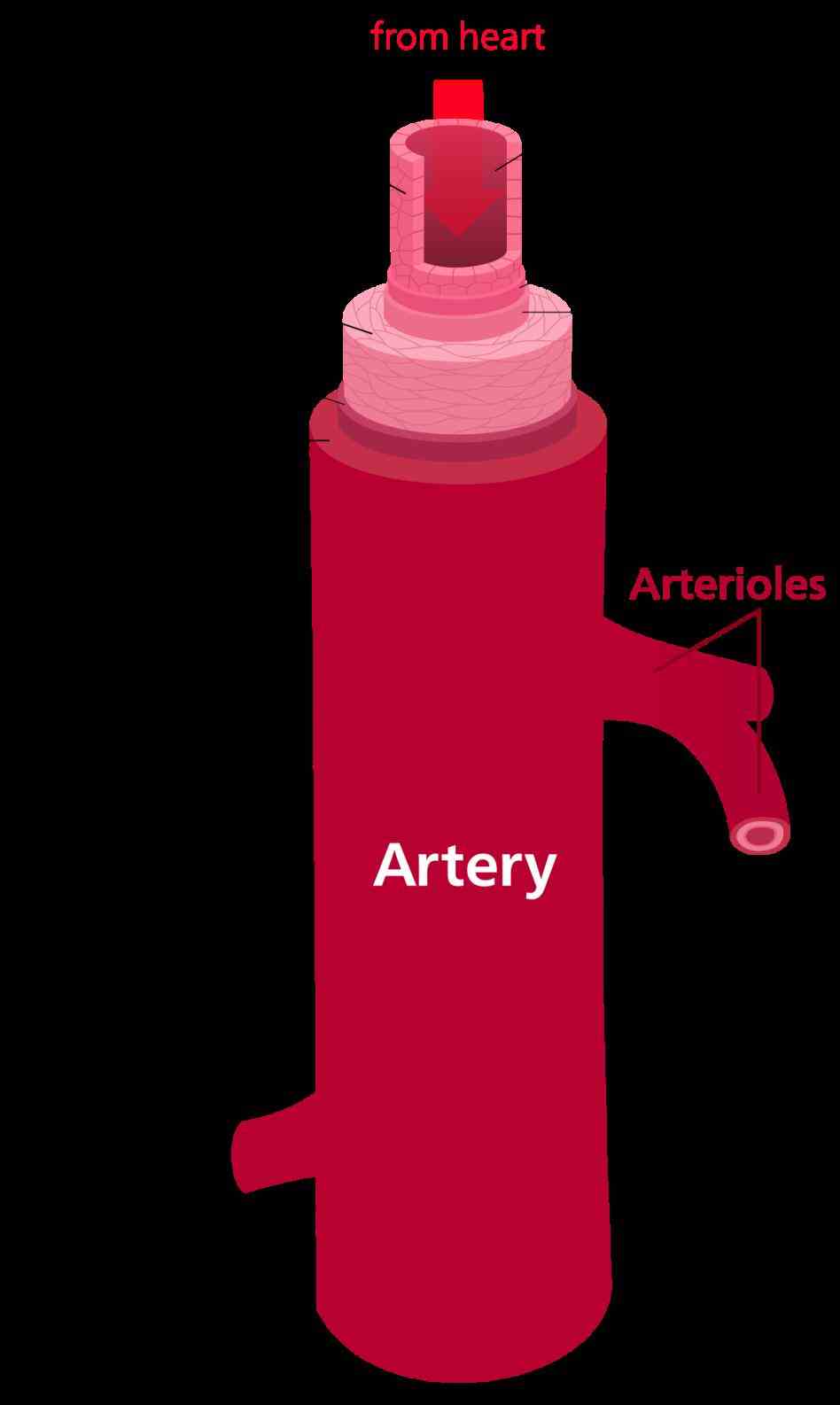 All Arteries Carry Oxygenated Blood Except Pictures Wallpapers