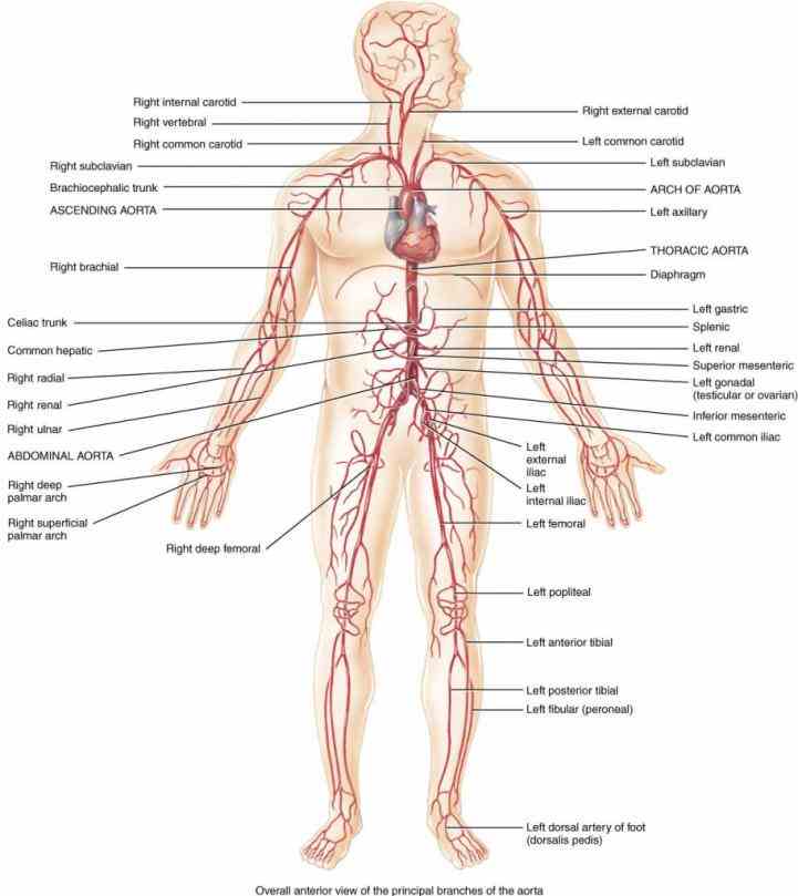 Arteries And Veins Of Human Body Anatomy Pictures Wallpapers
