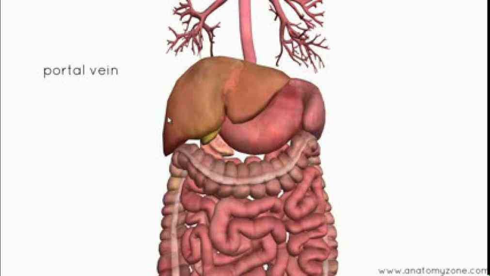 Major Organ Of Digestive System Pictures Wallpapers