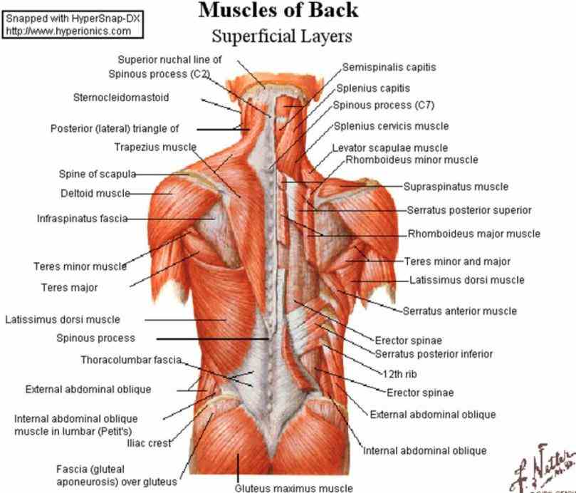 Muscles And Ligaments Of The Hip Pictures Wallpapers